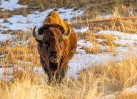 American Bison (Bison Bison) standing in a field in autumn colours; Jackson, Wyoming, United States of America — стоковое фото
