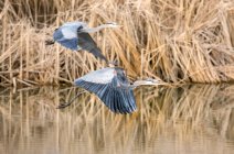 Two small blue herons (Egretta caerulea) flying above water with reeds along the shoreline; Denver, Colorado, United States of America — Stock Photo