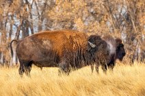 American Bisons (Bisão Bison) de pé em um campo nas cores do outono; Jackson, Wyoming, Estados Unidos da América — Fotografia de Stock