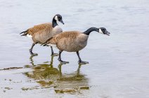 Canada geese (Branta canadensis) walking on a wet shore; Denver, Colorado, United States of America — Stock Photo