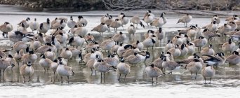 Flock of Canada geese (Branta canadensis) standing on a wet shore; Denver, Colorado, United States of America — Stock Photo