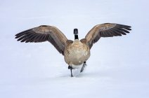 Канада goose (Branta cancissis), идущая по снегу; Денвер, Колорадо, Соединенные Штаты Америки — стоковое фото
