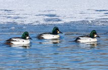 Drei männliche Goldaugen (Bucephala clangula) schwimmen auf dem Wasser neben einem gefrorenen und schneebedeckten Rand; Denver, Colorado, Vereinigte Staaten von Amerika — Stockfoto