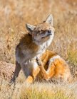 Червоний лис (Vulpes vulpes) гріється на сонці з закритими очима; Денвер, Колорадо, Сполучені Штати Америки — стокове фото