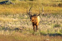 Alce-touro (Cervus canadensis) em pé em um campo olhando para a câmera com a boca aberta; Estes Park, Colorado, Estados Unidos da América — Fotografia de Stock
