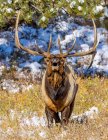 Bullenelch (Cervus canadensis) steht auf einem Feld und blickt mit offenem Mund in die Kamera; Estes Park, Colorado, Vereinigte Staaten von Amerika — Stockfoto