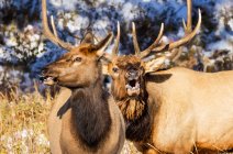 Toro e mucca alci (Cervus canadensis); Estes Park, Colorado, Stati Uniti d'America — Foto stock