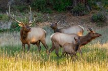 Alce (Cervus canadensis) toro, vacche e vitello; Estes Park, Colorado, Stati Uniti d'America — Foto stock