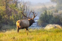 Bull elk (Cervus canadensis) standing by a river with autumn coloured foliage; Estes Park, Colorado, United States of America — Stock Photo