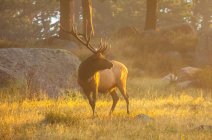 Bull elk (Cervus canadensis) standing in sunlight at dawn; Estes Park, Colorado, United States of America — Stock Photo