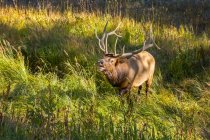 Bull elk (Cervus canadensis) standing in tall green grass; Estes Park, Colorado, United States of America — Stock Photo