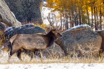 Bull Elk (Cervus canadensis) in autunno; Estes Park, Colorado, Stati Uniti d'America — Foto stock