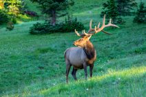 Bull elk (Cervus canadensis) em pé em um campo exuberante; Estes Park, Colorado, Estados Unidos da América — Fotografia de Stock