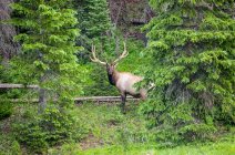 Bull elk (Cervus canadensis) standing in a lush forest; Estes Park, Colorado, United States of America — Stock Photo