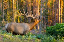 Bull elk (Cervus canadensis) standing in a forest with golden sunlight at sunset; Estes Park, Colorado, United States of America — Stock Photo