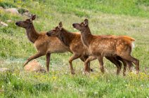 Three elk calves (Cervus canadensis) walking in a meadow; Estes Park, Colorado, United States of America — Stock Photo