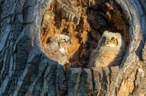 Great Horned Owl and Owlet (Bubo virginianus); Fort Collins, Colorado, United States of America — Stock Photo