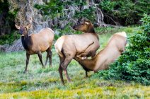 Toro d'alce e due mucche (Cervus canadensis); Estes Park, Colorado, Stati Uniti d'America — Foto stock