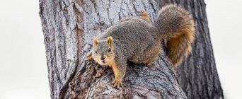 Écureuil renard (Sciurus niger) dans un arbre ; Denver, Colorado, États-Unis d'Amérique — Photo de stock