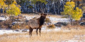 Bull elk (Cervus canadensis); Estes Park, Colorado, Estados Unidos de América - foto de stock