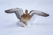 Canard colvert femelle (Anas platyrhynchos) atterrissant sur la neige ; Denver, Colorado, États-Unis d'Amérique — Photo de stock