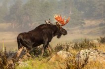 Alci toro (Alces alces) spargimento di velluto da corna e camminare attraverso un campo; Fort Collins, Colorado, Stati Uniti d'America — Foto stock