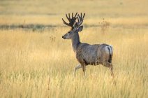 Мальовничий вид на білохвостих оленів на дикій природі — стокове фото