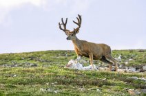 Scenic view of White-tailed deer at wild nature — Stock Photo