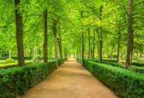 Chemin bordé de haies et d'arbres dans un jardin et parc paysager luxuriant ; Aranjuez, Madrid, Espagne — Photo de stock