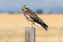 Red-tailed hawk (Buteo jamaicensis) standing on a wooden fence post; Fort Collins, Colorado, United States of America — Stock Photo