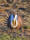 Великий Sage-grouse (Centrocercus urophasianus); Форт Коллінз, Колорадо, США — стокове фото