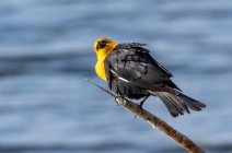 Pássaro-negro amarelo (Xanthocephalus xanthocephalus) empoleirado em uma filial; Fort Collins, Colorado, Estados Unidos da América — Fotografia de Stock