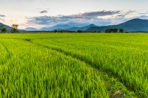 Pôr do sol sobre um verde brilhante, campo de arroz exuberante; Ap Gio Ta, Ninh Thuan, Vietnã — Fotografia de Stock