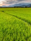 Puesta de sol sobre un campo de arroz verde brillante y exuberante; Ap Gio Ta, Ninh Thuan, Vietnam - foto de stock