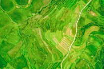Вид с беспилотника на ярко-зеленые пышные рисовые террасы; Провинция Ха-Джан, Вьетнам — стоковое фото