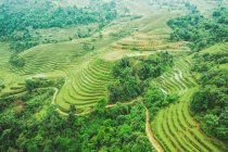 Drone vista delle terrazze di riso sul lussureggiante fianco della montagna; Provincia di Ha Giang, Vietnam — Foto stock