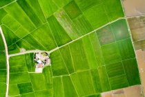 Vista del dron de los campos de arroz verde brillante y exuberante; Provincia de Ha Giang, Vietnam - foto de stock