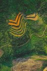 Drone view of rice terraces on the lush mountainside; Ha Giang Province, Vietnam — Stock Photo