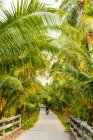 Man riding a motorbike down a path lined with lush palm trees in the Mekong River delta; Vietnam — Stock Photo