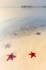 Spiaggia di stelle marine con stelle marine rosse sulla sabbia bianca nelle acque poco profonde lungo la costa; Phu Quoc, Vietnam — Foto stock