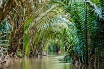 Rio Mekong tranquilo alinhado com exuberantes frondas palmeiras verdes, Delta do Rio Mekong; Vietnã — Fotografia de Stock