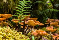 Moss, fern, and mushrooms share a log in Western Oregon; Cannon Beach, Oregon, United States of America - foto de stock