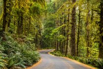 Uma estrada de parque leva através da floresta em Ecola State Park; Cannon Beach, Oregon, Estados Unidos da América — Fotografia de Stock