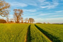 Pneumatico tracce attraverso piante verdi su un campo; Ravensworth, North Yorkshire, Inghilterra — Foto stock
