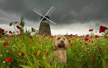 Un lindo perro Cockapoo sentado en un campo de amapola en primer plano con el molino de viento Whitburn en el fondo; Whitburn, Tyne and Wear, Inglaterra - foto de stock