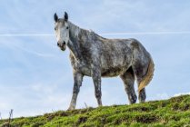 Cavallo in piedi su una collina erbosa guardando la telecamera; South Shields, Tyne and Wear, Inghilterra — Foto stock
