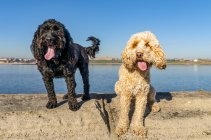Zwei Hunde auf einer Betonfläche am Ufer des Wassers, die in die Kamera blicken, mit blauem Himmel im Hintergrund; South Shields, Tyne and Wear, England — Stockfoto