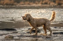 Perro mojado con un palo en la boca camina junto a un río en la orilla fangosa; Ravensworth, Yorkshire del Norte, Inglaterra - foto de stock