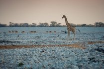 Giraffe and herd of antelopes, Etosha National Park; Namibia — Stock Photo