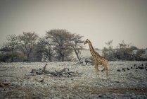 Giraffe and Helmeted Guineafowl (Numida melearris), Etosha National Park; Namibia — стокове фото